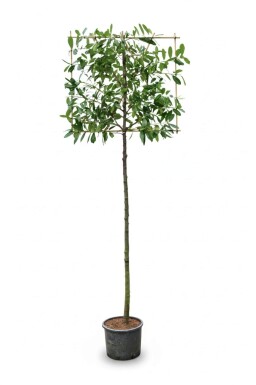 Prunus laurocerasus 'Novita' espalier