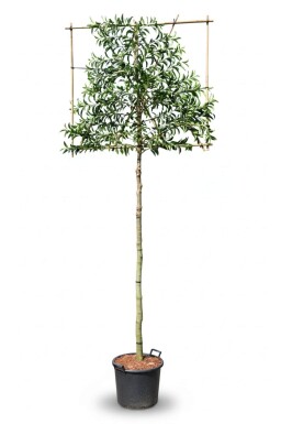 Prunus lusitanica 'Angustifolia'