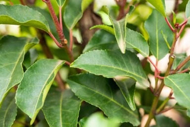 Prunus lusitanica 'Angustifolia'