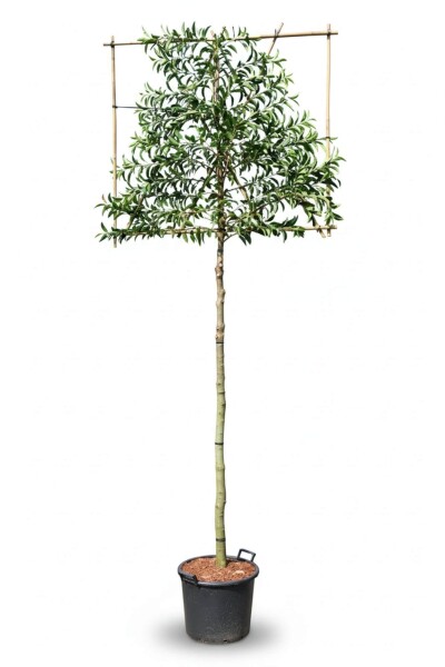 Prunus lusitanica 'Angustifolia' espalier 10/12 150cm tronc 150b x 120h