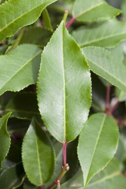 Prunus lusitanica 'Angustifolia' espalier 10/12 150cm tronc 150b x 120h