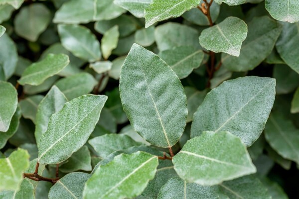 Elaeagnus ebbingei