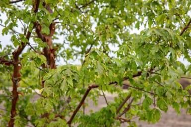 Acer griseum baliveau