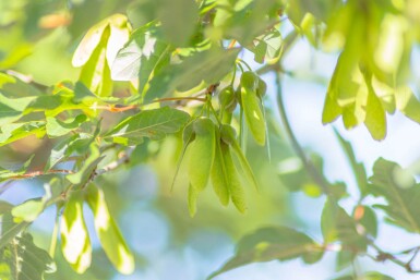 Acer griseum baliveau 6/8