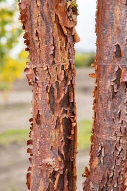 Acer griseum baliveau 6/8