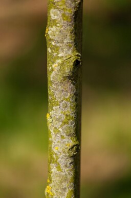 Amelanchier lamarckii solitaire