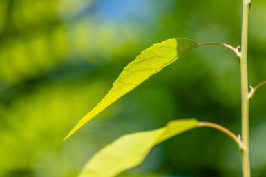 Amelanchier lamarckii solitaire