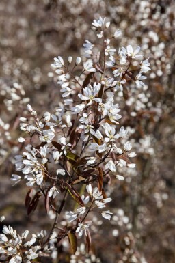 Amelanchier lamarckii solitaire