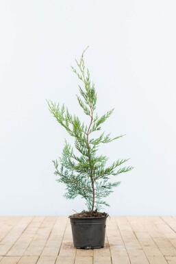 Cypres De Leyland Cupressocyparis Leylandii 60-80 cm - Pot