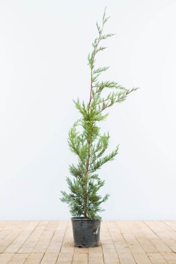 Cypres De Leyland Cupressocyparis Leylandii 80-100 cm - Pot