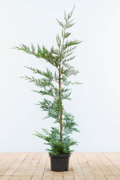 Cypres De Leyland Cupressocyparis Leylandii 100-125 cm - Pot