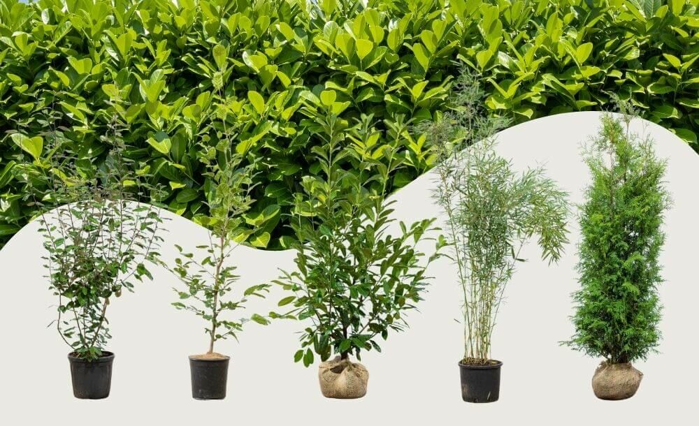 Top 10 plantes de haie