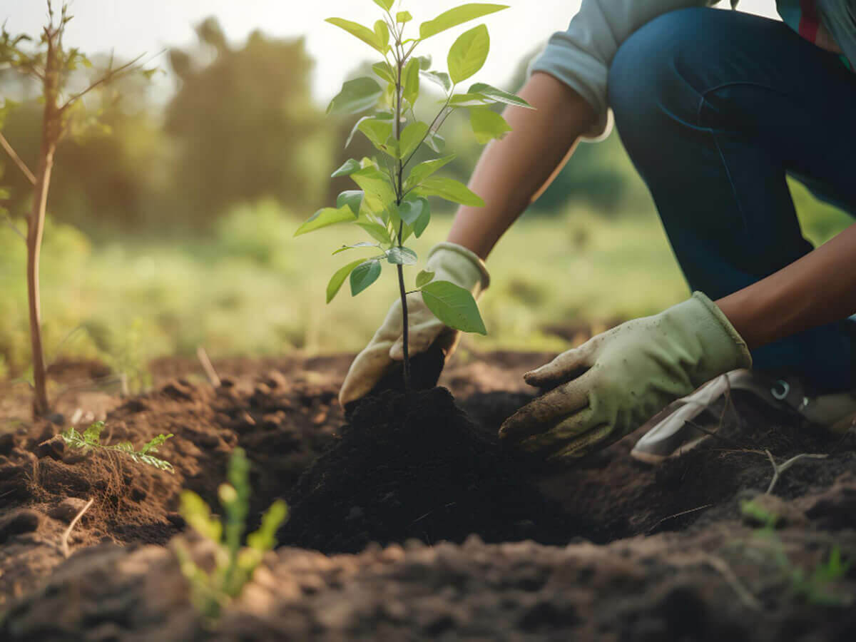 Quand peut-on planter des plantes de jardin et des arbres ?