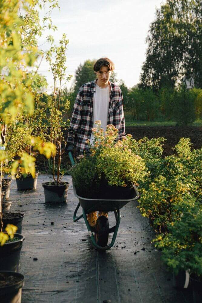 Le printemps est presque là. Quelles plantes de haies choisir?