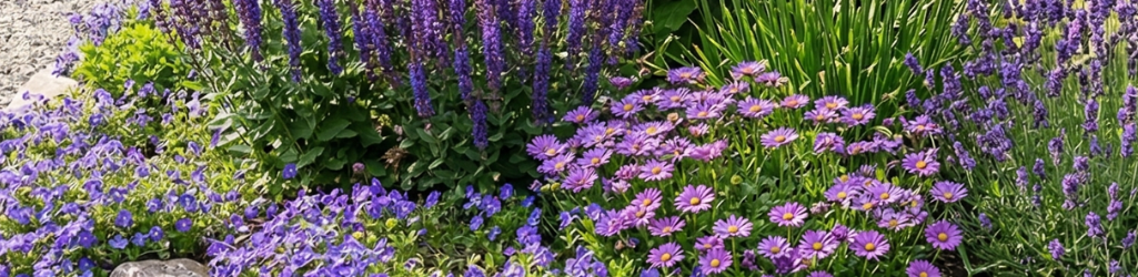 Top 5 des Plantes Vivaces Violettes image