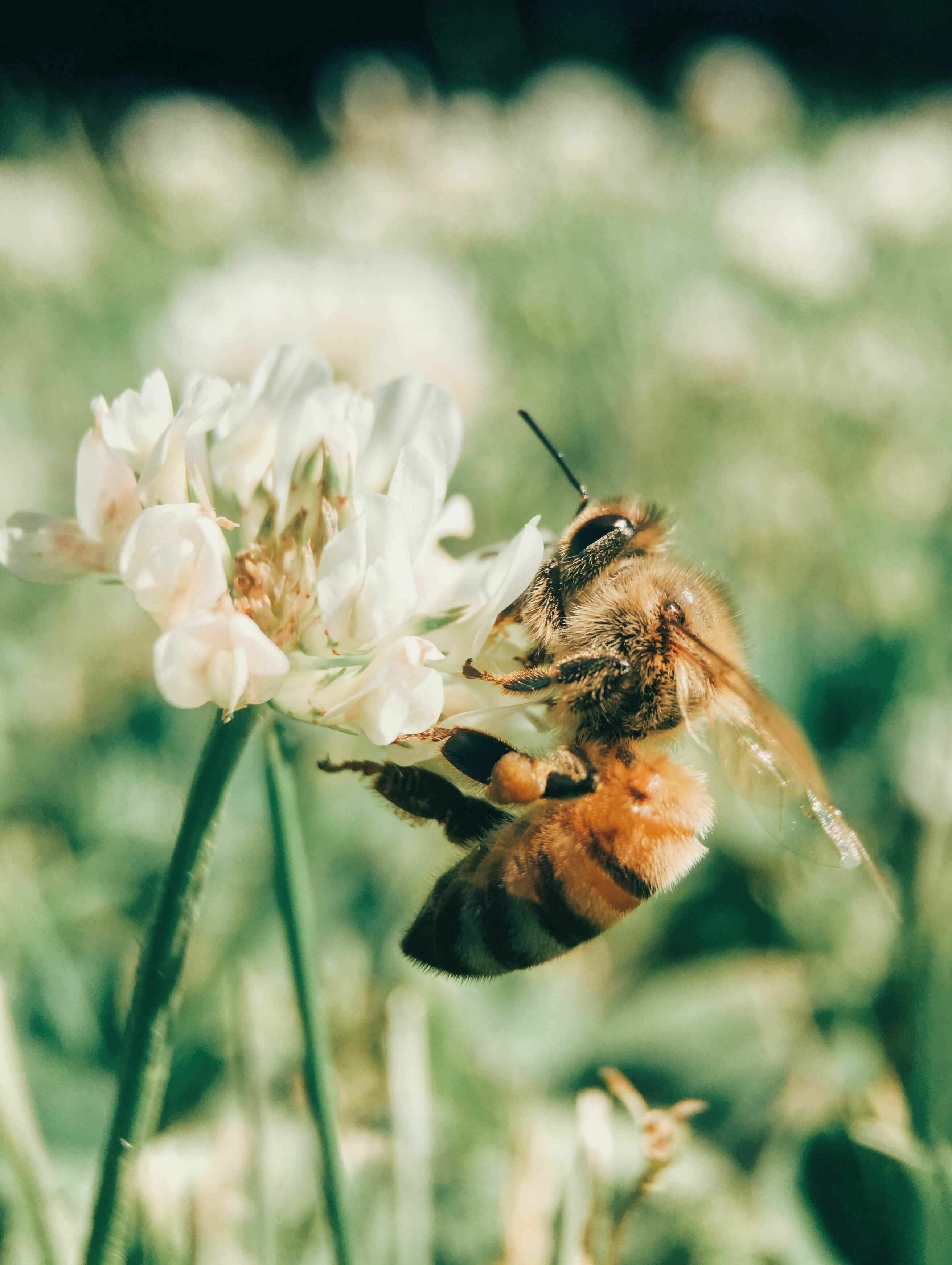 Des plantes mellifères pour un paradis des abeilles !