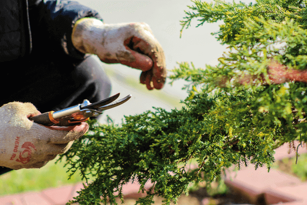 Quelles plantes de haies peuvent être multipliées?