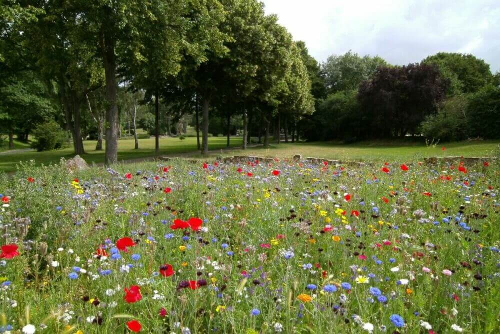 Ne pas tondre votre jardin en mai