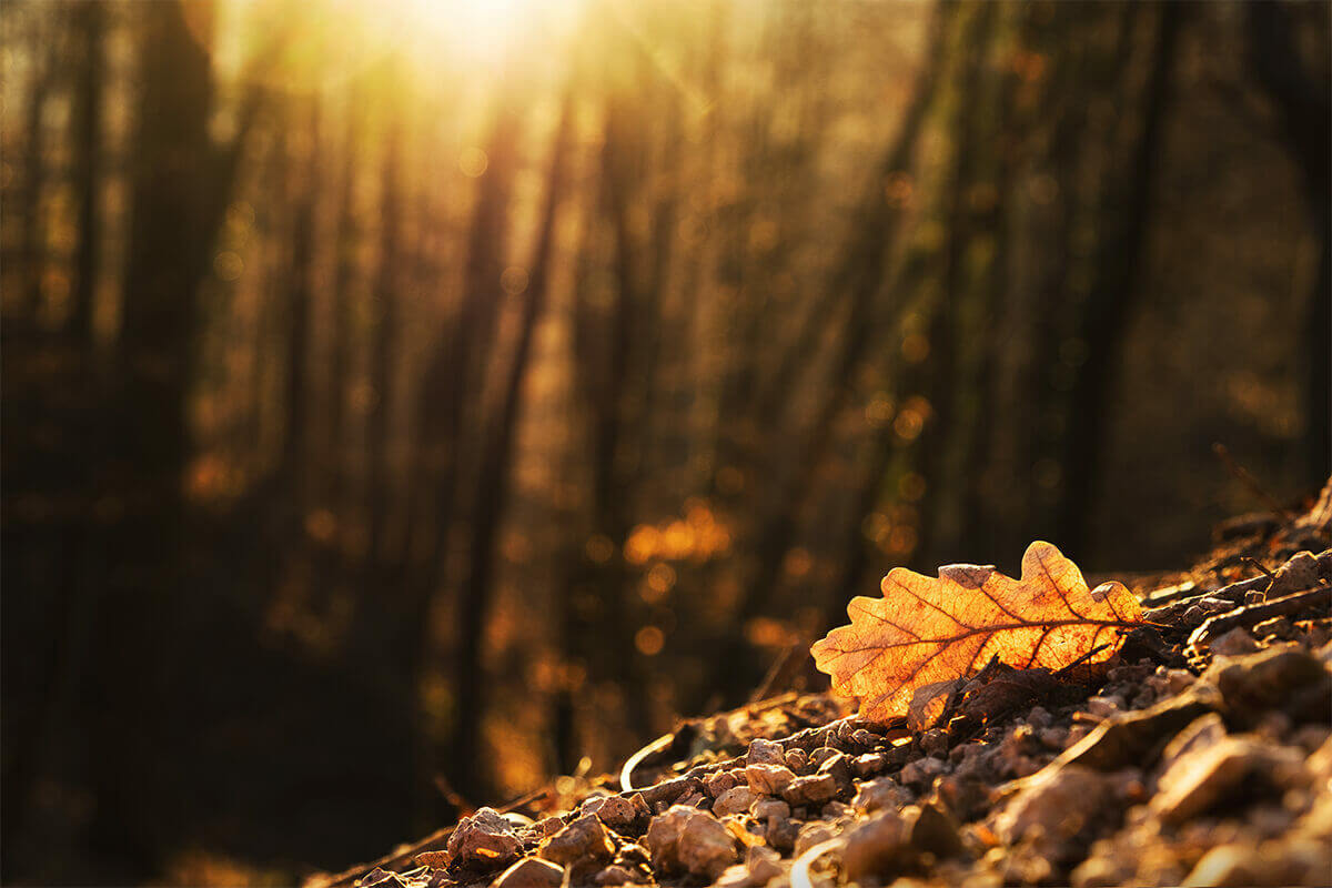 Jardin d'automne