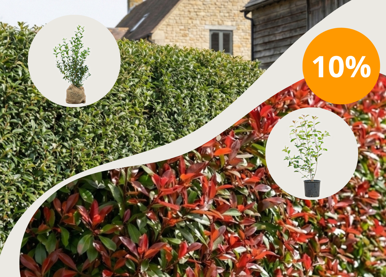 10% de réduction avec PLANTESDEHAIE10 sur<br> Elaeagnus Ebbingei + Photinia