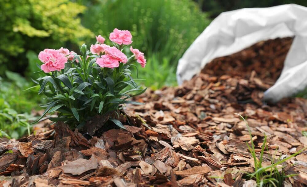Protégez vos plantes de jardin du gel sans plastique ni voile d’hivernage