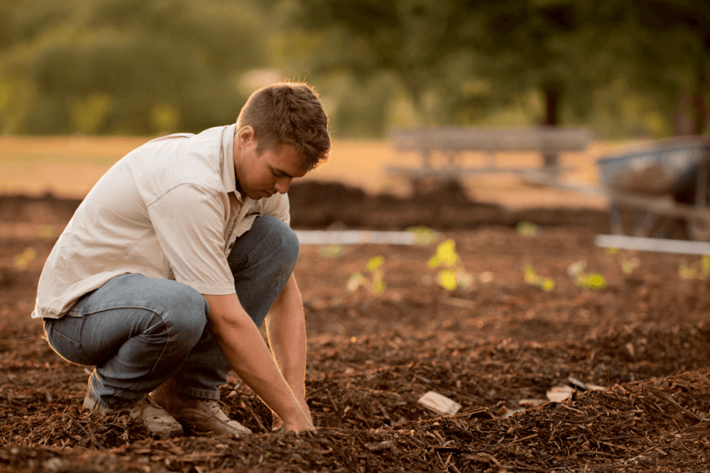 Fertilisation des plantes de haies: fertiliser ou ne pas fertiliser?