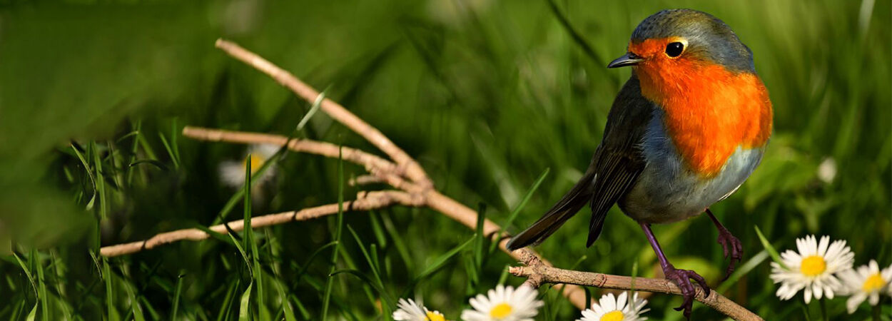 Transformez votre jardin en paradis pour les oiseaux