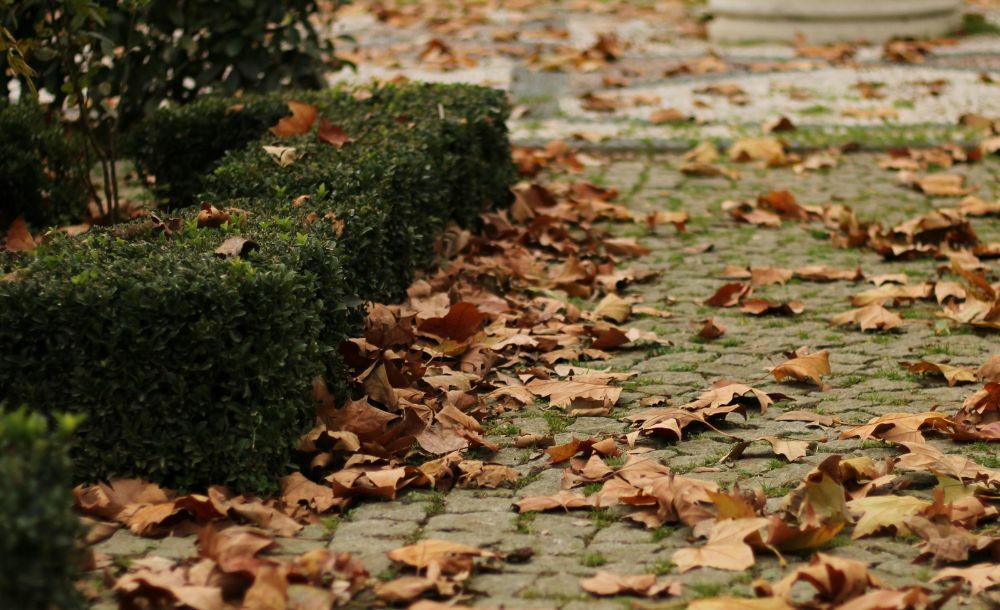 Utilisez intelligemment les feuilles d’automne comme protection naturelle pour votre jardin