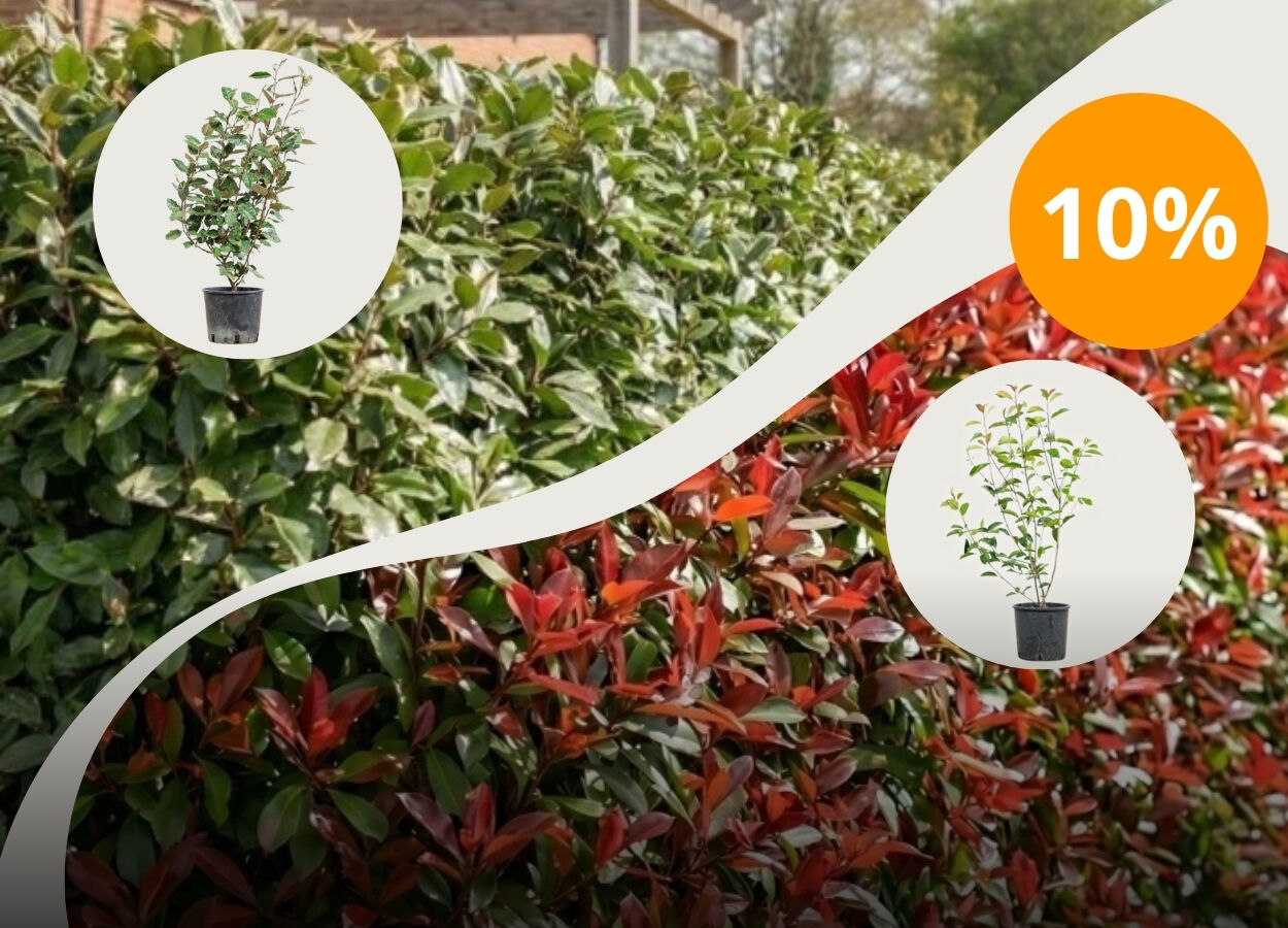 10% de réduction avec PLANTESDEHAIE10 sur<br> Elaeagnus Ebbingei + Photinia