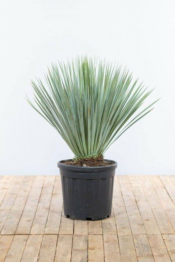 Yucca