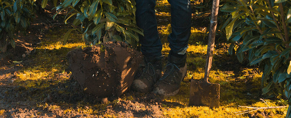 CONSEILS - Combien de fois arrose-t-on les nouvelles plantes et quelle quantité d'eau suffit ?