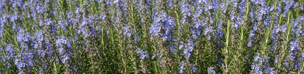 Créez votre propre jardin toscan : Plantes et conseils pour une ambiance méditerranéenne image