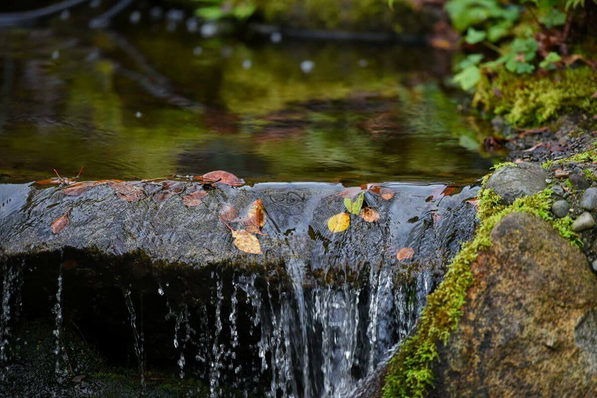 Préparer votre jardin à l'hiver en automne