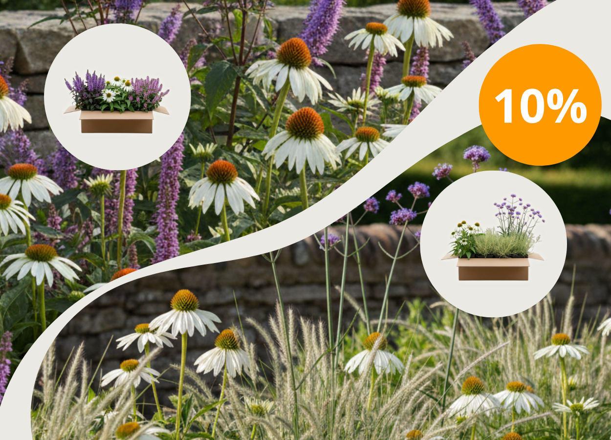 10 % de réduction sur tous les packs de massifs avec le code : PACKSDEMASSIFS10