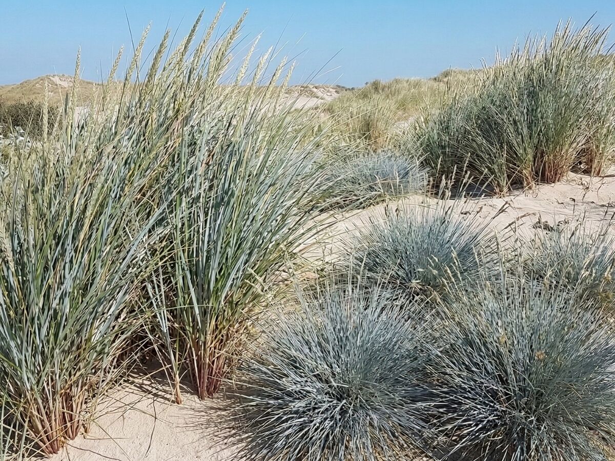 Comment créer un jardin maritime image