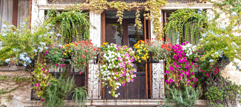 Fleurs de printemps en pot