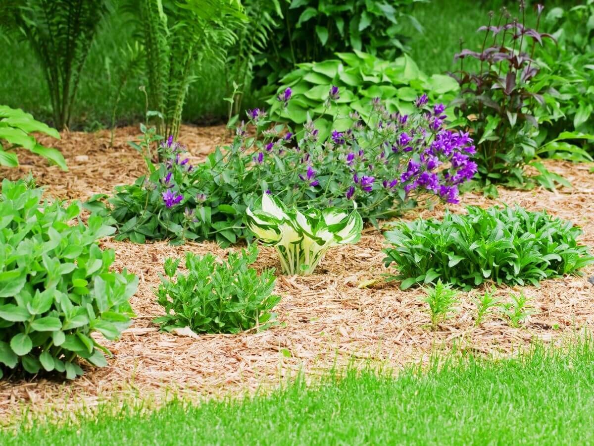 Protégez vos plantes de jardin du gel sans plastique ni voile d’hivernage image