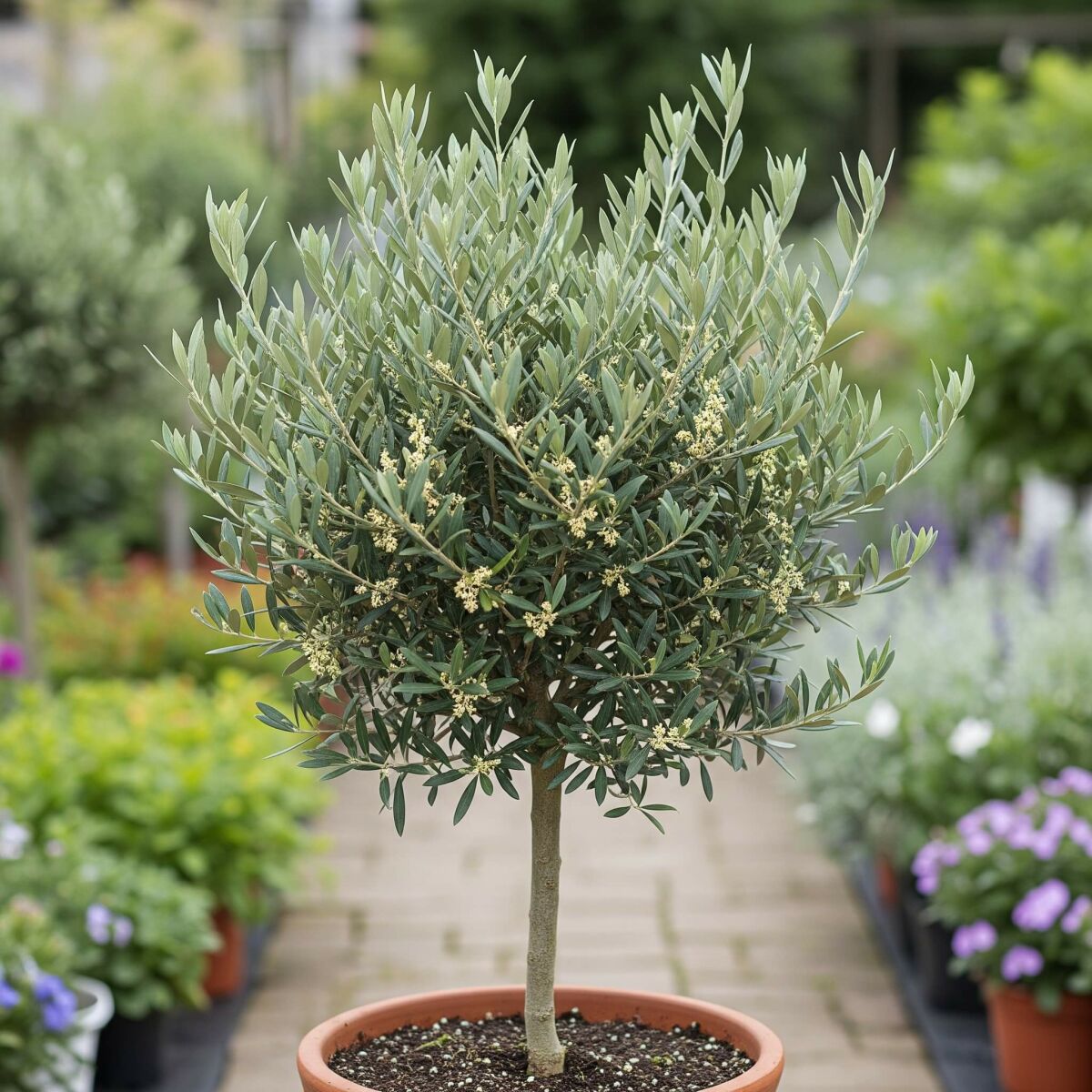 Créez votre propre jardin toscan : Plantes et conseils pour une ambiance méditerranéenne image