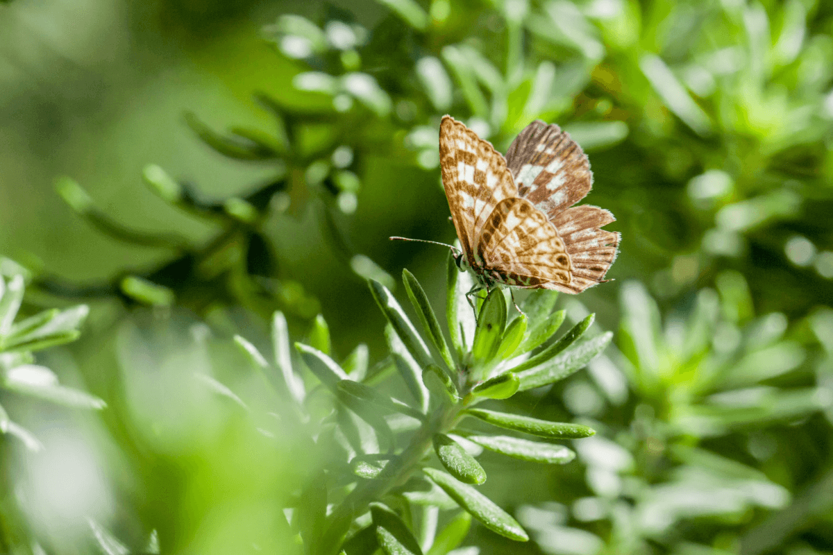 Comment rendre votre jardin durable?