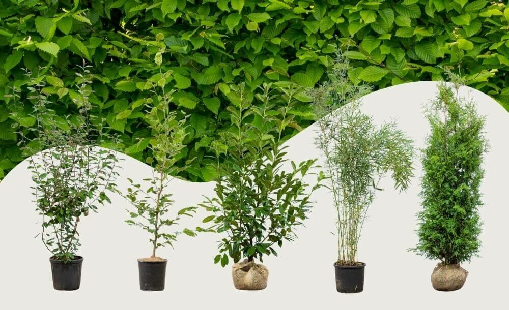 Découvrez nos plantes de haie