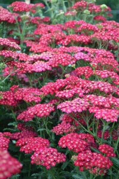 Plantes de bordure à fleurs