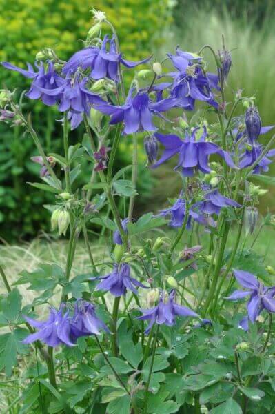 Plantes de bordure basse