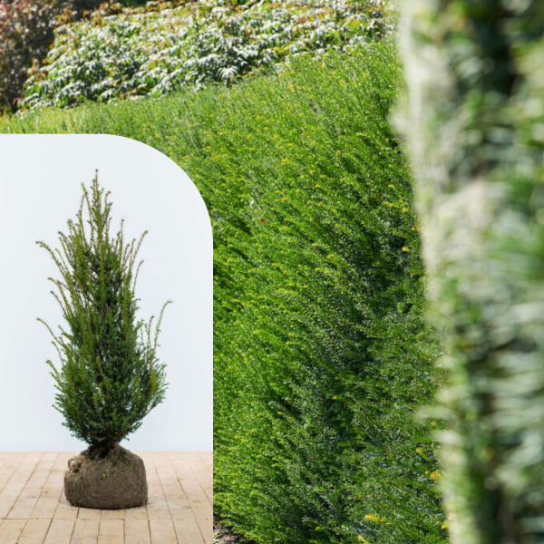 Taxus baccata