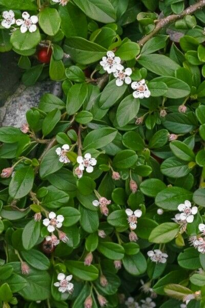 Plantes à feuilles persistantes