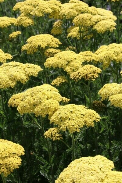 Plantes de jardin nécessitant peu d’entretien