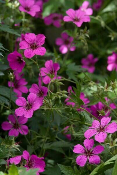 Plantes de balcon et en pot rustiques