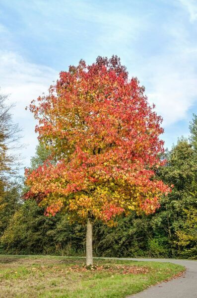 Arbres haute-tige