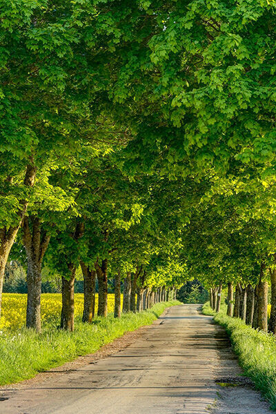 Arbres d'alignement