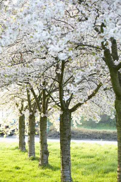 Arbres
