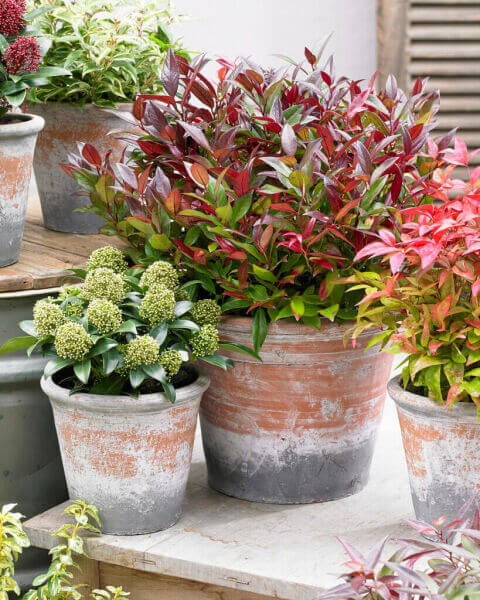 Plantes de terrasse et de balcon